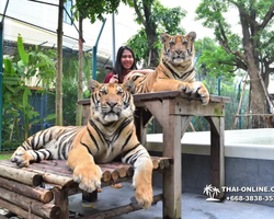 Тигровый парк поездка Таиланд, играть с тигрятами в Паттайе - фото 146
