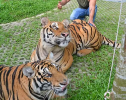 Тигровый парк поездка Таиланд, играть с тигрятами в Паттайе - фото 134
