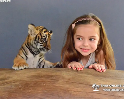 Тигровый парк поездка Таиланд 36