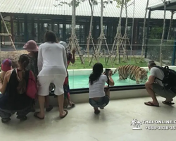 Тигровый парк поездка Таиланд, играть с тигрятами в Паттайе - фото 81