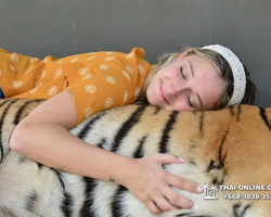 Тигровый парк поездка Таиланд 24