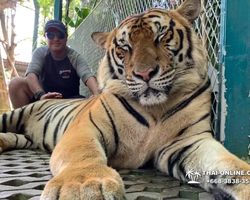 Тигровый парк поездка Таиланд, играть с тигрятами в Паттайе - фото 156