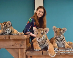 Тигровый парк поездка Таиланд 2