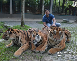 Тигровый парк поездка Таиланд, играть с тигрятами в Паттайе - фото 167