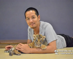 Тигровый парк поездка Таиланд 40