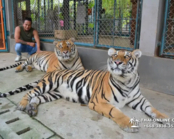 Тигровый парк поездка Таиланд, играть с тигрятами в Паттайе - фото 63