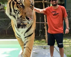 Тигровый парк поездка Таиланд, играть с тигрятами в Паттайе - фото 169