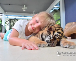Тигровый парк поездка Таиланд 28