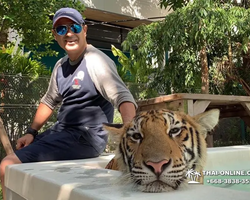 Тигровый парк поездка Таиланд, играть с тигрятами в Паттайе - фото 135