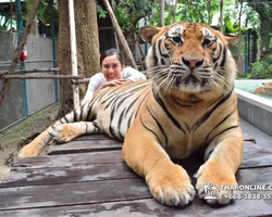 Тигровый парк поездка Таиланд, играть с тигрятами в Паттайе - фото 62