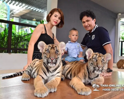 Тигровый парк поездка Таиланд, играть с тигрятами в Паттайе - фото 86