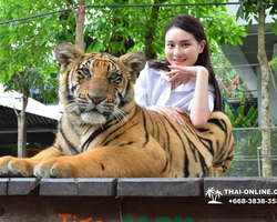 Тигровый парк поездка Таиланд, играть с тигрятами в Паттайе - фото 72