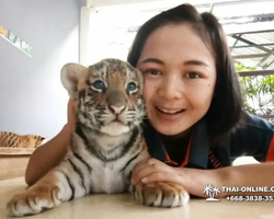 Тигровый парк поездка Таиланд 21