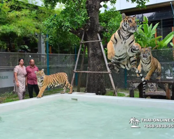 Тигровый парк поездка Таиланд, играть с тигрятами в Паттайе - фото 61