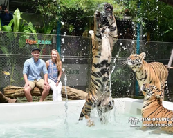 Тигровый парк поездка Таиланд, играть с тигрятами в Паттайе - фото 115