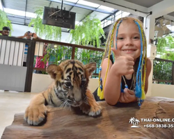 Тигровый парк поездка Таиланд, играть с тигрятами в Паттайе - фото 87