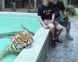 Тигровый парк поездка Таиланд, играть с тигрятами в Паттайе - фото 83