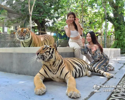 Тигровый парк поездка Таиланд, играть с тигрятами в Паттайе - фото 147