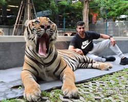 Тигровый парк поездка Таиланд, играть с тигрятами в Паттайе - фото 152