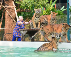 Тигровый парк поездка Таиланд, играть с тигрятами в Паттайе - фото 101