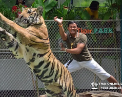 Тигровый парк поездка Таиланд, играть с тигрятами в Паттайе - фото 145