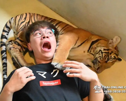 Тигровый парк поездка Таиланд 39