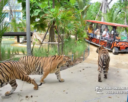 Тигровый парк поездка Таиланд, играть с тигрятами в Паттайе - фото 118