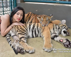 Тигровый парк поездка Таиланд, играть с тигрятами в Паттайе - фото 88