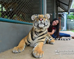 Тигровый парк поездка Таиланд, играть с тигрятами в Паттайе - фото 171