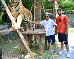 Тигровый парк поездка Таиланд, играть с тигрятами в Паттайе - фото 110
