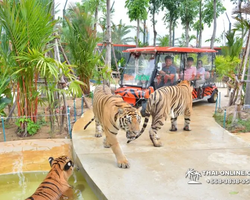 Тигровый парк поездка Таиланд, играть с тигрятами в Паттайе - фото 125