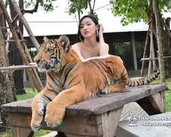 Тигровый парк поездка Таиланд, играть с тигрятами в Паттайе - фото 68