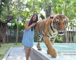 Тигровый парк поездка Таиланд, играть с тигрятами в Паттайе - фото 149