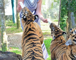 Тигровый парк поездка Таиланд, играть с тигрятами в Паттайе - фото 109