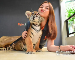 Тигровый парк поездка Таиланд 29