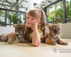 Тигровый парк поездка Таиланд, играть с тигрятами в Паттайе - фото 78