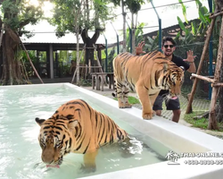 Тигровый парк поездка Таиланд, играть с тигрятами в Паттайе - фото 69