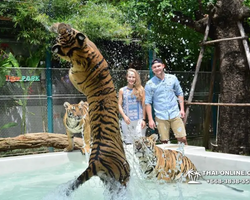 Тигровый парк поездка Таиланд, играть с тигрятами в Паттайе - фото 104