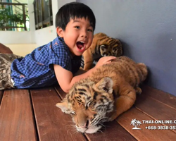 Тигровый парк поездка Таиланд, играть с тигрятами в Паттайе - фото 98