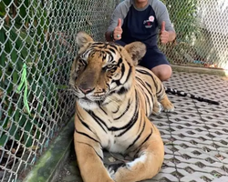Тигровый парк поездка Таиланд, играть с тигрятами в Паттайе - фото 108
