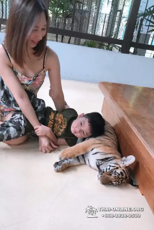Тигровый парк поездка Таиланд, играть с тигрятами в Паттайе - фото 97