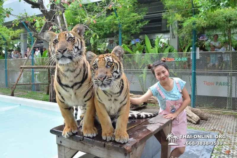 Тигровый парк поездка Таиланд, играть с тигрятами в Паттайе - фото 143
