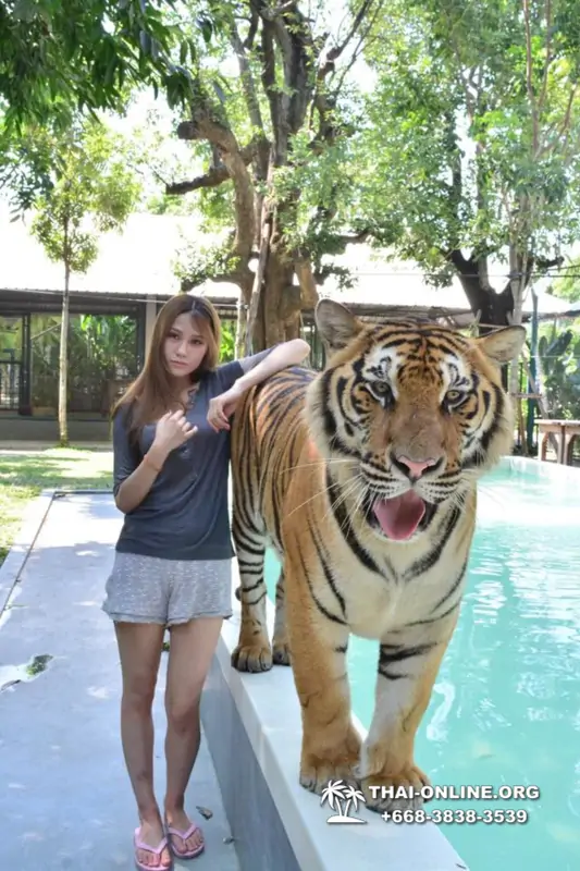 Тигровый парк поездка Таиланд, играть с тигрятами в Паттайе - фото 151