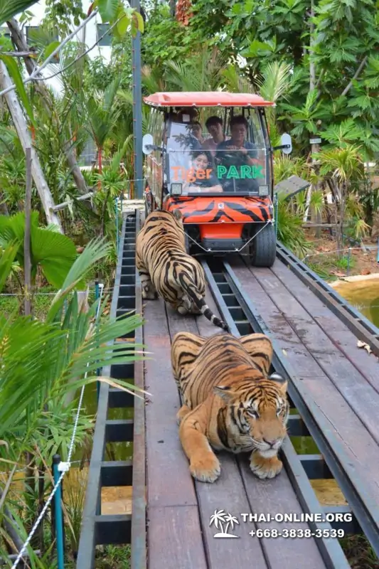 Тигровый Парк экскурсия в Паттайе, фотосессия с тигром Тайланд, подержать покормить играть с тигренком фото 21