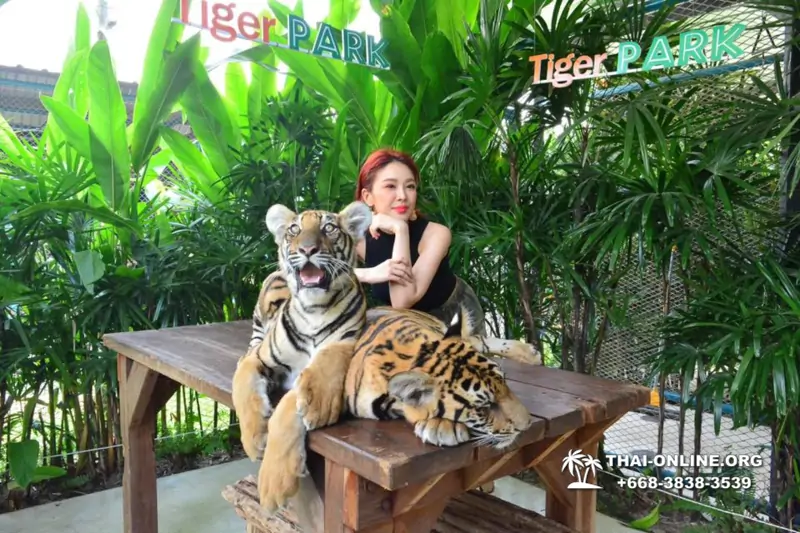 Тигровый Парк экскурсия в Паттайе, фотосессия с тигром Тайланд, подержать покормить играть с тигренком фото 32