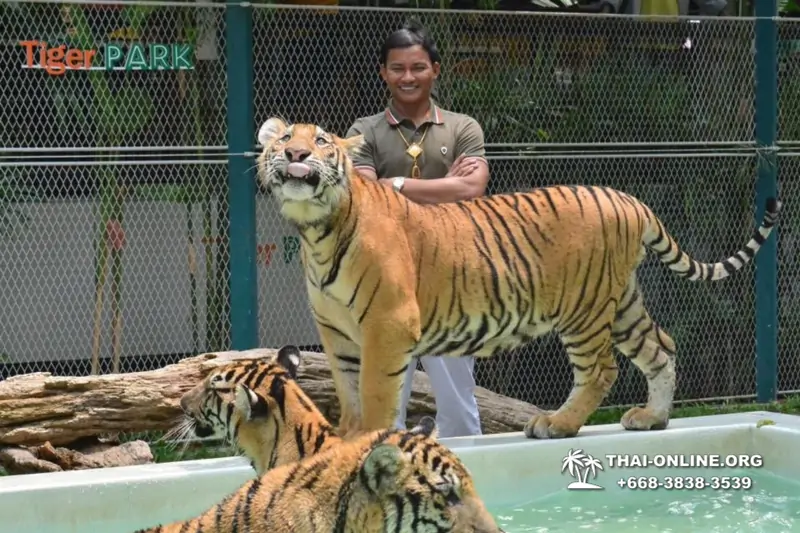 Тигровый Парк экскурсия в Паттайе, фотосессия с тигром Тайланд, подержать покормить играть с тигренком фото 20