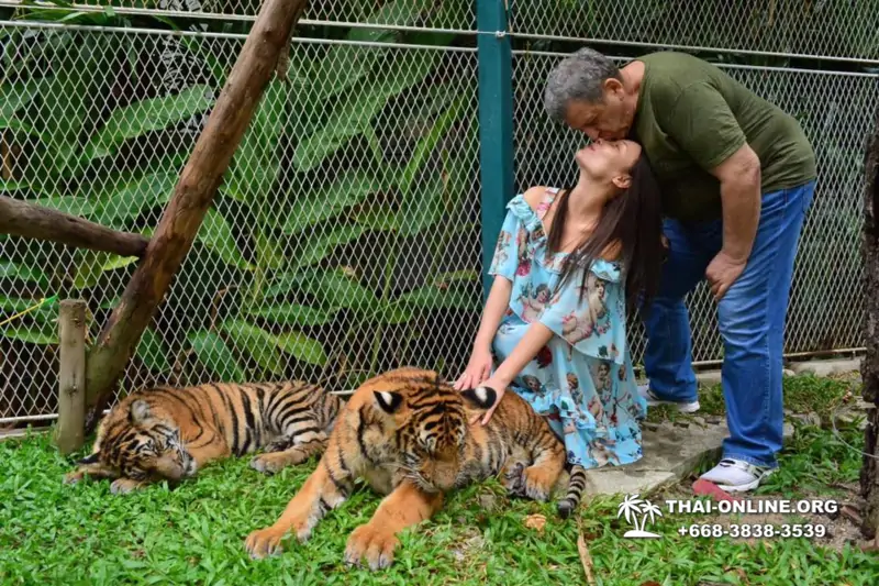Тигровый парк поездка Таиланд, играть с тигрятами в Паттайе - фото 105