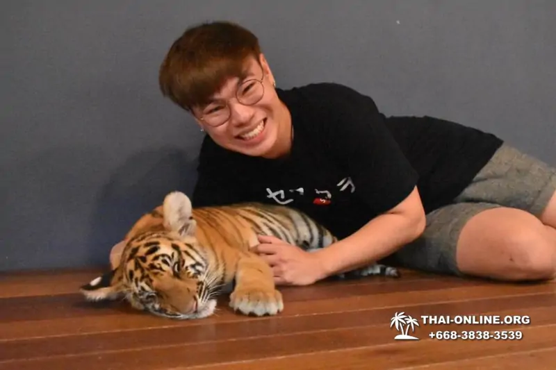 Тигровый парк поездка Таиланд 8