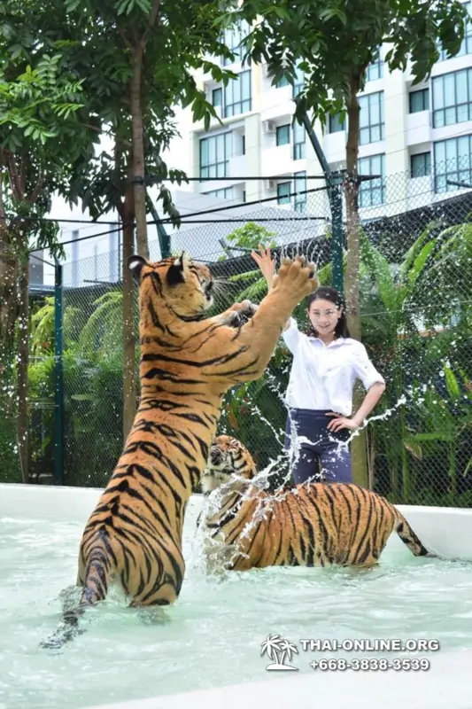 Тигровый Парк экскурсия в Паттайе, фотосессия с тигром Тайланд, подержать покормить играть с тигренком фото 28