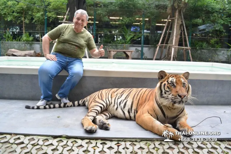 Тигровый парк поездка Таиланд, играть с тигрятами в Паттайе - фото 175